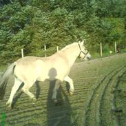 Fjordhest Basse (Solgt)