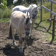 Fjordhest Olliver