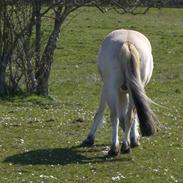 Fjordhest Olliver