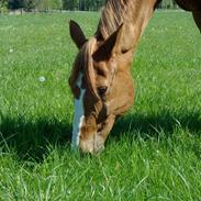 Dansk Varmblod Kenzo - R.I.P