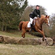 Dansk Varmblod Kenzo - R.I.P