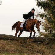 Dansk Varmblod Kenzo - R.I.P