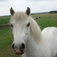 Welsh Mountain (sec A) Mette