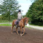 Anden særlig race Lukas