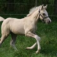 Palomino Golden candy