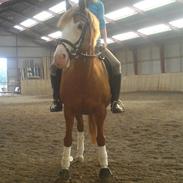 Anden særlig race Trunte(gammel part)