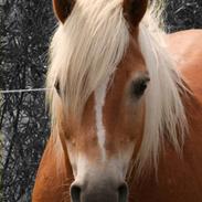 Haflinger Mikado