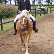 Haflinger Mikado