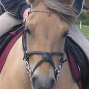 Fjordhest ¤ Frk. Tulle ¤ SOLGT :'\