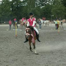 Welsh Pony (sec B) Adonis - (Buller)