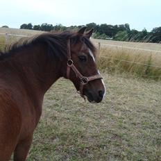 Welsh Pony (sec B) Adonis - (Buller)