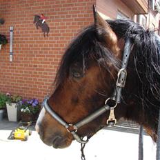 Anden særlig race Bumle Solgt