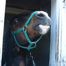 Anden særlig race Bumle Solgt