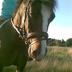 New Forest Pele<3 Solgt!