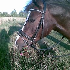New Forest Pele<3 Solgt!