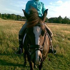 New Forest Pele<3 Solgt!