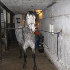 Anden særlig race Clyde Le Charmeur<3 Solgt