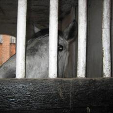 Anden særlig race Clyde Le Charmeur<3 Solgt