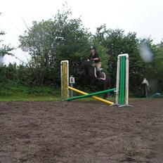 New Forest Beauty   *solgt*