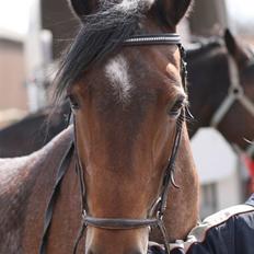 Anden særlig race Verbena