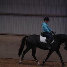 New Forest Søndergårdens Gonzo(solgt)