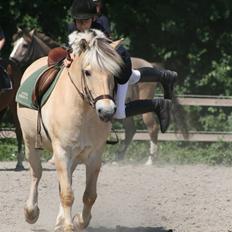 Fjordhest Nikki (Aflivet)