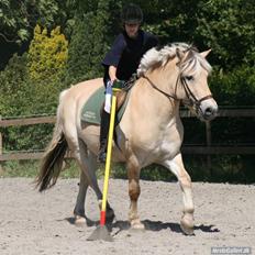 Fjordhest Nikki (Aflivet)