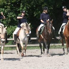 Fjordhest Nikki (Aflivet)