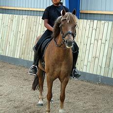 New Forest  simba solgt