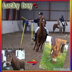 Anden særlig race Lucky Boy