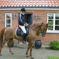 Tysk Sportspony Sina - SOLGT