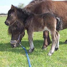 Shetlænder Ejstrups Akeno