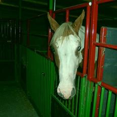 Anden særlig race Nikita<3 Solgt