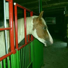 Anden særlig race Nikita<3 Solgt