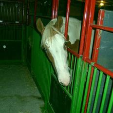 Anden særlig race Nikita<3 Solgt