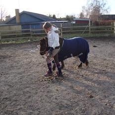 Shetlænder / Welsh Tyson FARVEL :'(