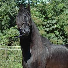 Arabisk fuldblod (OX) Falkhan Expresso ( AVL ** SOLGT