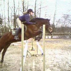 New Forest Øxsenborgs Pinocchio