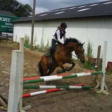 New Forest Øxsenborgs Pinocchio