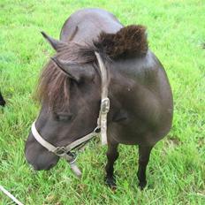 Anden særlig race No Name ¤SOLGT¤