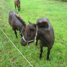 Anden særlig race No Name ¤SOLGT¤