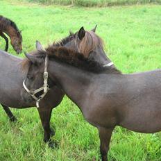 Anden særlig race No Name ¤SOLGT¤