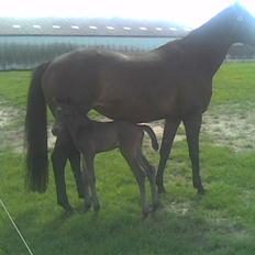 Dansk Varmblod Whiskey