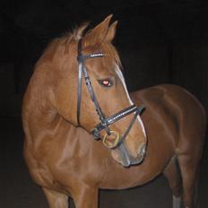 Anden særlig race Gloster Solgt