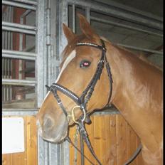 Anden særlig race Gloster Solgt