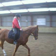 Anden særlig race Gloster Solgt