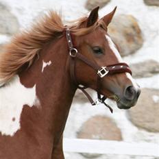 Anden særlig race Gaya