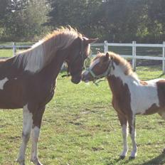 Anden særlig race Gaya