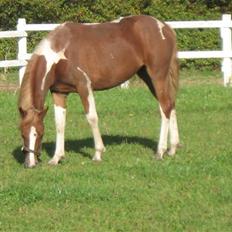 Anden særlig race Gaya