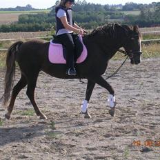 Anden særlig race Liberty  SOLGT